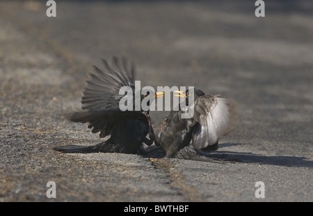 Unione Blackbird (Turdus merula) due maschi adulti, combattimenti, Norfolk, Inghilterra Foto Stock