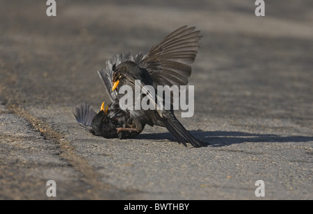 Unione Blackbird (Turdus merula) due maschi adulti, combattimenti, Norfolk, Inghilterra Foto Stock