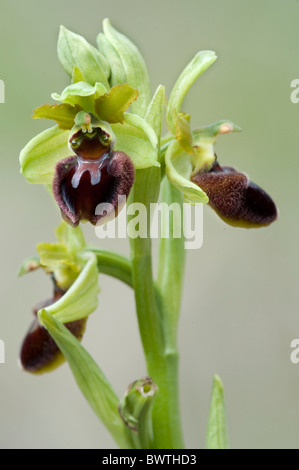 Inizio spider orchid Ophrys sphegodes Kent REGNO UNITO Foto Stock