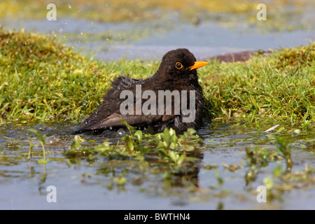Unione Blackbird (Turdus merula) maschio adulto, balneazione, spruzzi d'acqua, Norfolk, Inghilterra, aprile Foto Stock