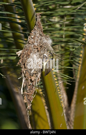 Oliva-backed Sunbird (Cinnyris jugularis) maschio adulto, a nidificare in olio Palm tree, isola di Palawan, Filippine, può Foto Stock