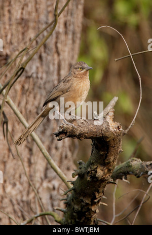 Babbler striato (Turdoides earlei) adulto, appollaiato sul ramo, Koshi Tappu, Nepal, gennaio Foto Stock