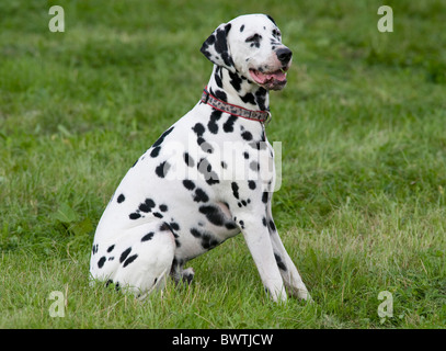 Cane dalmata UK in giardino Foto Stock