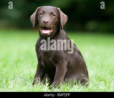 Il Labrador Retriever cucciolo REGNO UNITO Foto Stock