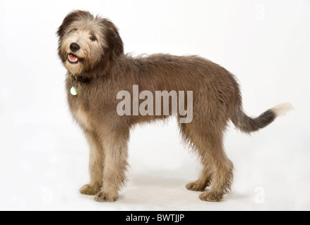 Barbuto Collie cane REGNO UNITO Foto Stock