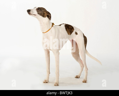 Levriero cane REGNO UNITO Foto Stock