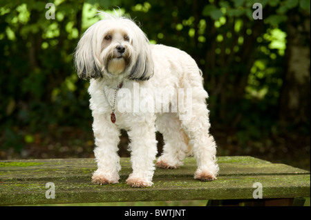 Lhasa Apso cane REGNO UNITO Foto Stock