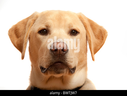 Il Labrador Retriever UK Foto Stock