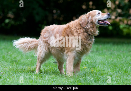 Il Golden Retriever cane in garden REGNO UNITO Foto Stock