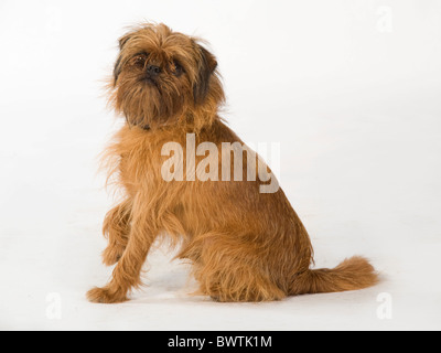 Griffon Bruxellois cane REGNO UNITO Foto Stock