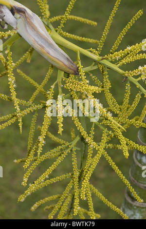 Arecaceae Asia Asian areca palm Butterfly canna da Palm Palm giallo oro giallo Palm Butterfly giallo Palm Palm Areca-bambu Foto Stock