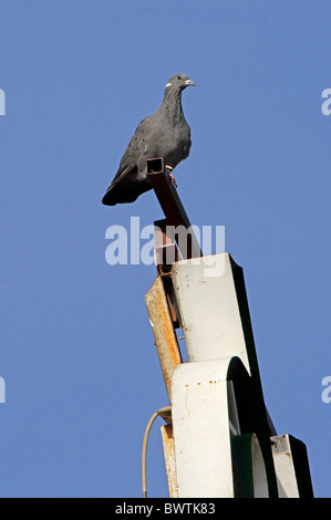 Bianco-Piccione a collare (Columba albitorques) adulto, appollaiato su un tetto segno, Addis Abeba, Etiopia, aprile Foto Stock