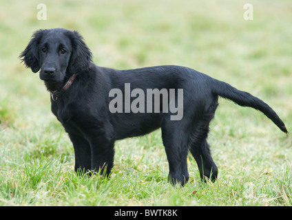 Appartamento rivestite Retriever cane REGNO UNITO Foto Stock