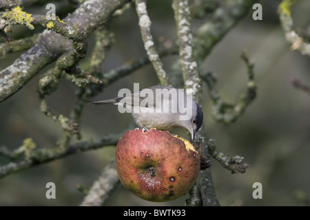 Capinera (Sylvia atricapilla) maschio adulto, di alimentazione su Apple nella struttura ad albero, Inghilterra, dicembre Foto Stock