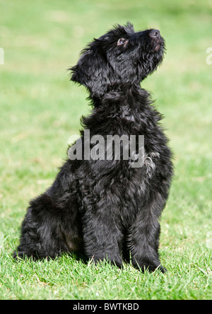 Briard cane cucciolo REGNO UNITO Foto Stock