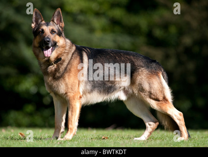 Il tedesco il cane pastore alsaziano in piedi in park REGNO UNITO Foto Stock
