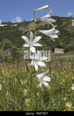 San Bruno's Lily Paradisaea liliastrum fioritura Foto Stock