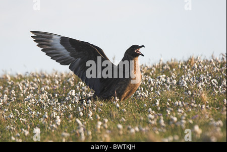 Grande Skua.Stercorarius skua. ali distese,chiamando,nel campo di Erba di cotone.Isole Shetland.U.K. Foto Stock