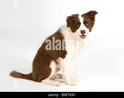Border Collie cucciolo di cane seduto REGNO UNITO Foto Stock