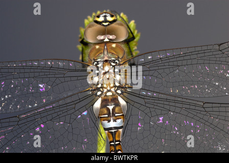 Libellula aeshna comune Aeshna juncea maschio UK Foto Stock