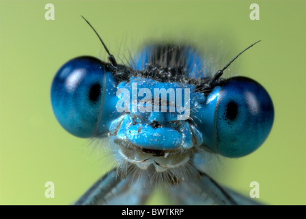 Comune Damselfly blu Enallaatma cyathigerum Foto Stock