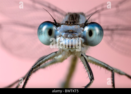 Comune Damselfly blu Enallaatma cyathigerum Foto Stock