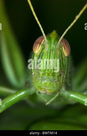 Jungle Grasshopper Orthoptera sp Thailandia Foto Stock