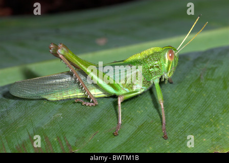 Jungle Grasshopper Orthoptera sp Thailandia Foto Stock