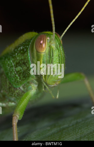 Jungle Grasshopper Orthoptera sp Thailandia Foto Stock