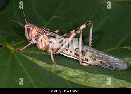Desert Locust Schistocerca gregaria Africa