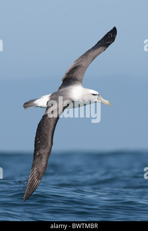 Nuova Zelanda timido Albatross (Thalassarche steadi) adulto, in volo, bassa sul mare, Kaikoura, Nuova Zelanda, novembre Foto Stock