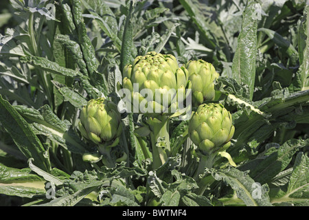 Frucht - frutta Pflanzung - piantare vegetali vegetali veg alimenti alimentari commestibili carciofi carciofo Piante perenni Piante Foto Stock