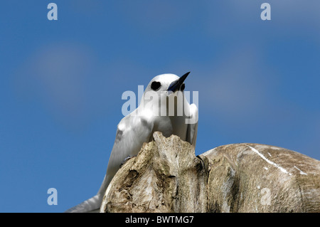 White tern Gygis alba seduto su di una roccia su Bird Island, Seicelle Foto Stock