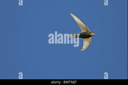 Plain Swift (Apus unicolor) adulto, vagabonda, in volo, Norfolk, Inghilterra Foto Stock