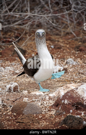 Blu-footed Booby (Sula nebouxii) adulto, nel corteggiamento 'danza', isole Galapagos Foto Stock