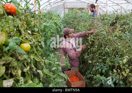 Lavoratore a Azienda Agricola Biologica Foto Stock