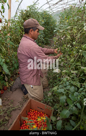 Lavoratore a Azienda Agricola Biologica Foto Stock