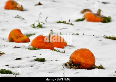 I residui di raccolto di zucca con polvere di neve in inverno-Victoria, British Columbia, Canada. Foto Stock