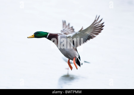 Mallard drake di atterraggio su un lago ghiacciato. Regno Unito Foto Stock