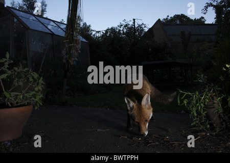 Unione Volpe rossa Vulpes vulpes adulto Urban garden Foto Stock