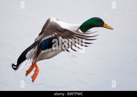 Mallard drake di atterraggio su un lago ghiacciato. Regno Unito Foto Stock