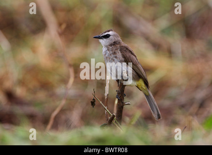 Giallo-sfiatato Bulbul (Pycnonotus goiavier gourdini) adulto, appollaiato su stick, Sabah Borneo, Malaysia, gennaio Foto Stock