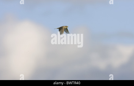 Corn Bunting (Miliaria calandra) adulto, in volo, Spagna Foto Stock