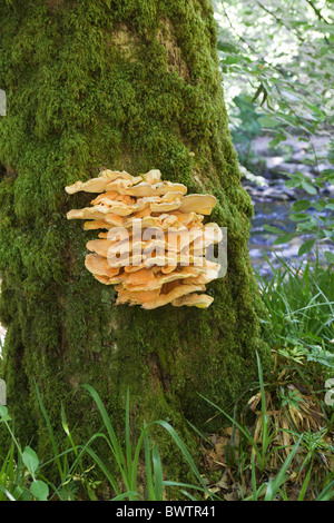 Staffa di giallo funghi che crescono su un albero accanto al fiume Barle su Exmoor, Somerset Foto Stock
