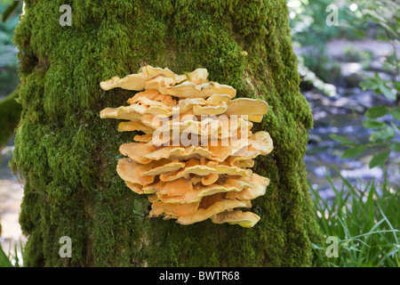 Staffa di giallo funghi che crescono su un albero accanto al fiume Barle su Exmoor, Somerset Foto Stock