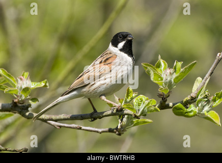 Reed Bunting (Emberiza schoeniclus) maschio adulto, estate piumaggio, appollaiato sul ramo, Sussex England, molla Foto Stock