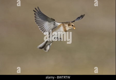 Snow Bunting (Plectrophenax nivalis) adulto, in volo, hovering, Norfolk, Inghilterra, inverno Foto Stock