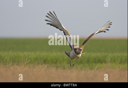 Grande (Bustard Otis tarda) maschio adulto, in volo, tenendo fuori dal campo, Spagna Foto Stock