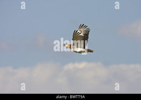 Grande (Bustard Otis tarda) maschio adulto, in volo, Spagna Foto Stock