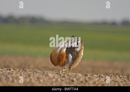 Grande (Bustard Otis tarda) maschio adulto, visualizzazione su terreno coltivato, Spagna Foto Stock